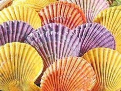 特色盛宴无添加熊本七彩扇贝