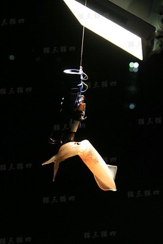香港游新玩法 夜游的享受