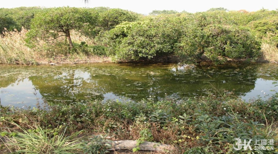 米埔湿地
