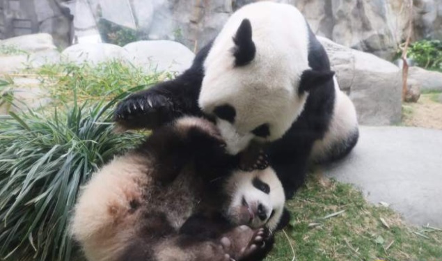 周六一起看香港六只大熊猫的可爱日常！你准备好了吗？