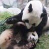 周六一起看香港六只大熊猫的可爱日常！你准备好了吗？